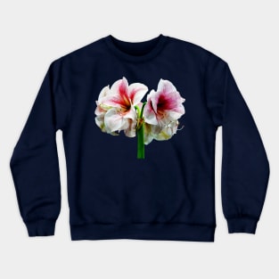 Amaryllis Novella Crewneck Sweatshirt